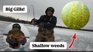 Как поймать окуня, попавшего под холодный фронт! |Мелководье|