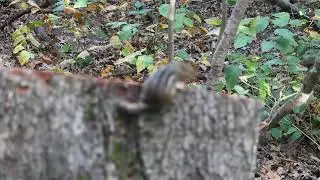ground squirrel talk in Starved Rock State Park fall 2025 part 2