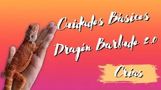 CUIDADOS BÁSICOS en Dragón Barbudo pt 2  | Crías 🍼|  Salud Bichera 👩🏻‍⚕️🦎 | Wild Care 🔥