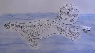 Stop motion phocidae - adaptation to life underwater