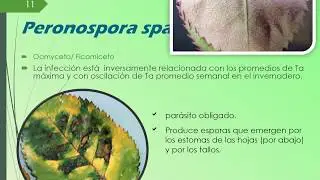 Mildeo velloso (peronospora sparsa), M Polvoso (Sphaerotheca pannosa) , Hongos Cenicilla, Oidium.