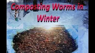 ❄️❄️❄️ Happy  compost worms in extreme cold weather/temperatures