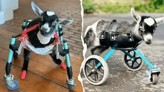 Baby Goat Born Without Front Legs Learns to Walk Again