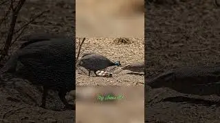Guineafowl Protects Nest from Monitor Lizard | African Wildlife in 4K