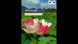Rare lotus flowers bloom in Yunnan