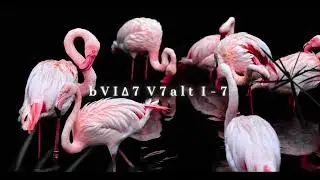 G# Minor b6-5-1 Backing Track (Mellow Groove)