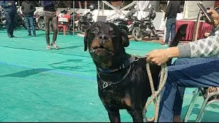 Gorakhpur dog show 🐕🥰