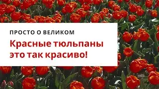 #UNITrade Enterprises Inc что это за 