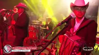 Coralillo Norteño  Juguito de piña  D.A.R