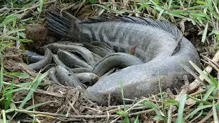 Best Fishing 2022 - Catching Big Snakehead Fish Under Mud Dry Season