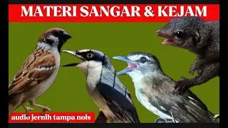 masteran viral 2025 | cucak kucing-jinjing petulak-bajing kekes-gereja tarung