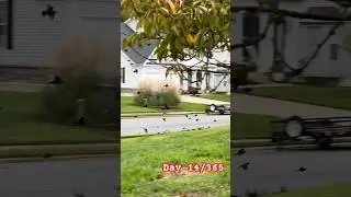 Bird Saga 😳 #home #joshila #minivlog #travel #birds #lake #usa #morningroutine #dailyvlog #leo