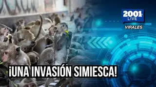 Monos se apoderan de comisar&iacute;a en Tailandia: &iexcl;Una invasi&oacute;n simiesca!