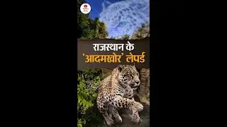 Udaipur Leopard Terror Attack Record 19 साल पहले भी आदमखोर का आतंक, सात लेपर्ड पकड़े, तब रुके थे हमले