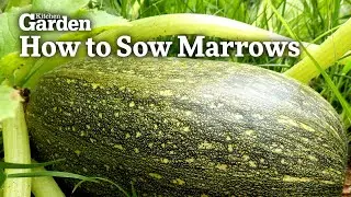 How to Sow Marrows
