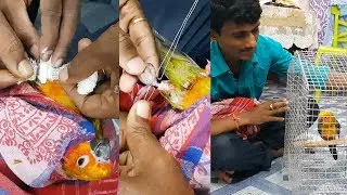 Broken or Injury Leg Treatments of Birds / How to Remove Rings From Bird's Leg.