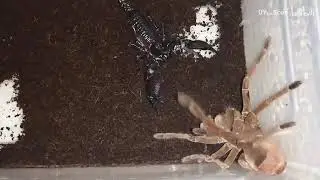 emperor scorpion vs goliath tarantula - Scorpion vs tarantula