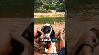 The Stubborn Dog Who Just Wants to Play Fetch #shokingshorts