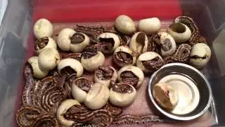 Blood Pythons - Matrix Babies
