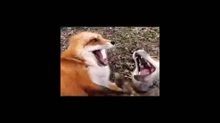 fox laugh 😂 &hearts;