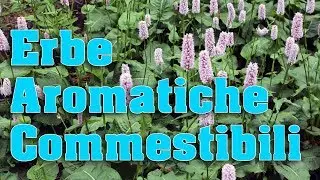 Erbe Aromatiche Commestibili: Benefici ed utilizzi