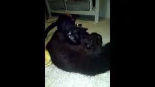 Katzen Content - Milch für die ganze Familie 😀