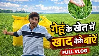 Gehun Mein Khad Dalne Ka Sahi Samay 🌾 | गेहूं में खाद कब और कैसे डालें?