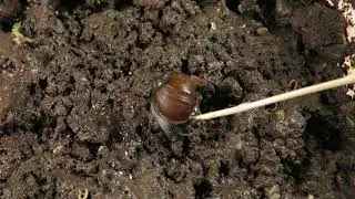 Protective behaviour of Cantareus apertus