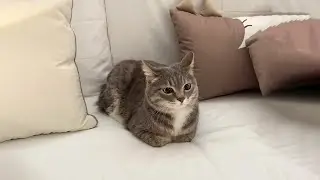 The Funniest Cat Videos 🐱 Try Not To Laugh Part 80
