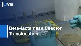 Beta-lactamase Effector Translocation Analysis into Host Cells | Protocol Preview