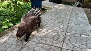 Hedgehog breeding stock released to new home @TraiNhimLiemNguyen