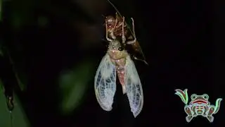 cicada metamorphosis