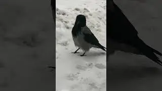 Мощный тип #вороны / Serious looking crow man