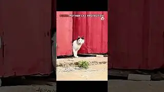 Other mother cat protection ☠️