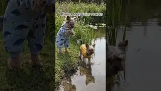 Bheem & Matki Fishing Company #funny #pets #cute #dog