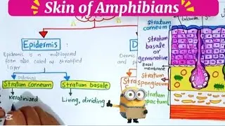 Skin of amphibians|BSc and MSc Zoology|Detailed Notes 
