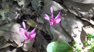 Parco di Sa fraigada movie