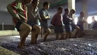 Foulage des raisins - Douro (Portugal)