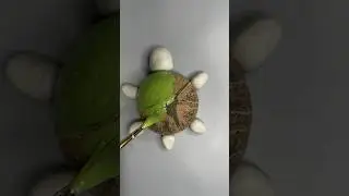 Turtle Craft Ideas/ Coconut Shell Craft Ideas #shorts #diy #bestoutofwaste #youtubeshorts