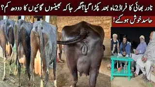 Dairy farming in pakistan | farmology nadir ahmed | buffalo rates