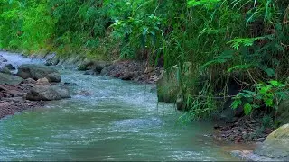 4K-HDR | Tranquil Stream in Forest for Sleep, Rest and Stress-Free Nights | Soothing Water Sounds