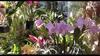 C. schroederae. Весна! Катлея, Каттлея или Катталея? C. purpurata flamea sanguinea 🧚&zwj;♀️