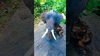 TRYING TO MAKE AN ELEPHANT MODEL