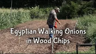Egyptian Walking Onions / The Back to Eden Garden Evolution  /  (Part Five)