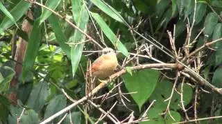 Buff-fronted Foliage-Gleaner - Philydor rufum (Vieillot, 1818)