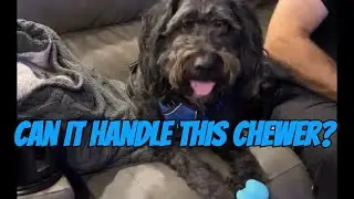 This Indestructible Dog Toy Made My Heavy Chewer Give Up | Playology Review