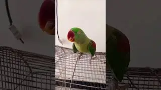 Raw parrot talking Female     #khanbirds  @khans-ih1os
