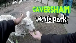 PERTH TRAVEL DIARY [DAY 2] - Caversham Wildlife Park and feeding kangaroos!