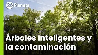 &Aacute;rboles inteligentes contra la contaminaci&oacute;n ambiental | #26Planeta