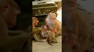 Luna tries not allow Leo baby get milk, Lovely Leo baby action very clever. #life #monkey #monkeybab